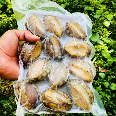 Bào Ngư 10-12 con Đông Lạnh