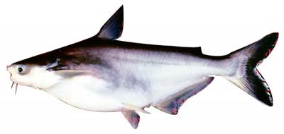 Cá basa giá sỉ tphcm