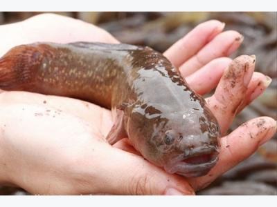 Cá Bống bớp giá sỉ