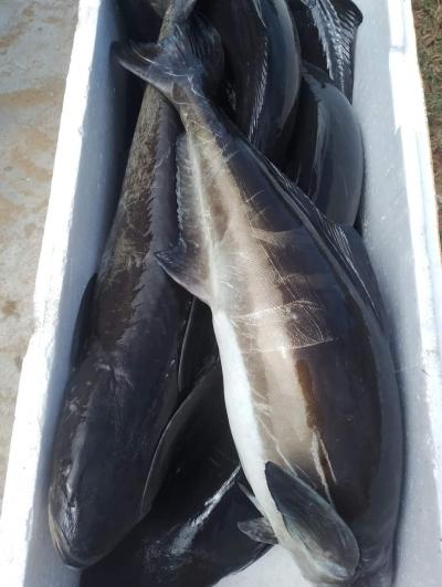 Cá bớp tươi sống giá tốt