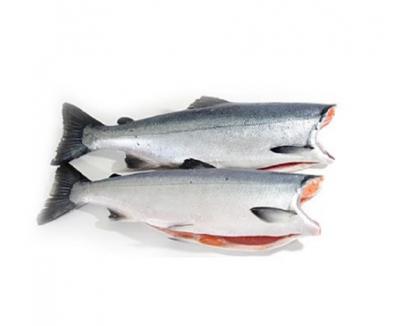 Cá Hồi Chi Lê Đông Không Đầu