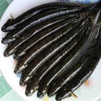 Cá kèo tươi sống