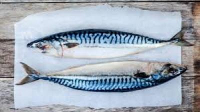 Cá Thu tươi sống giá sỉ