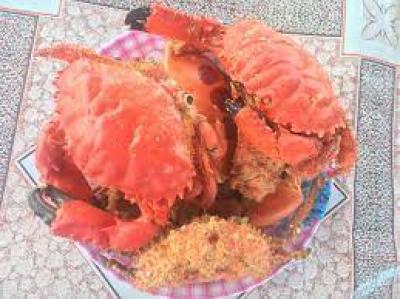 Cua nữ hoàng giá sỉ