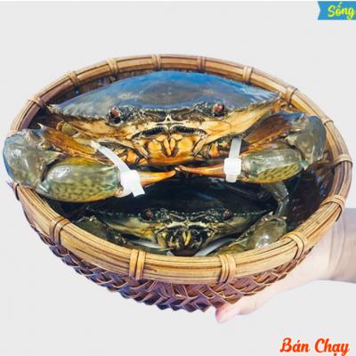 Cua Thịt Cà Mau Sống