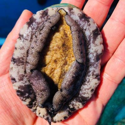 [Mách bạn] Địa chỉ mua bào ngư tươi sống chất lượng nhất tại TP HCM