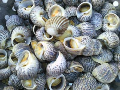 Ốc bông tươi sống