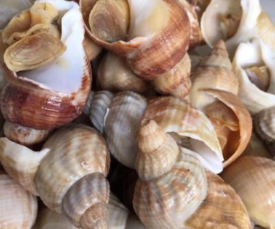 Ốc bulot giá bao nhiêu? Mua ốc bulot tại Tp HCM giá rẻ, giao hàng nhanh chóng