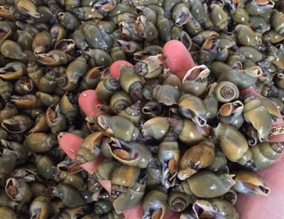 Ốc cà na tươi sống tại Tp HCM