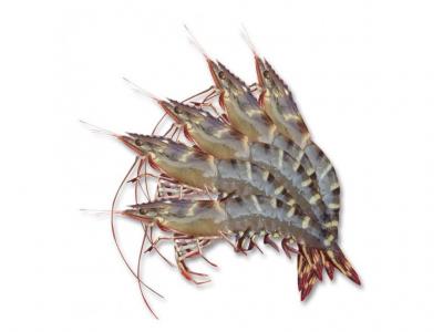 Tôm sú nguyên con tươi sống Size 60-70 con/kg