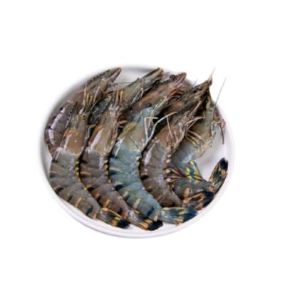 Tôm sú sống, nuôi sinh thái loại 1 Size 25-30 con/kg