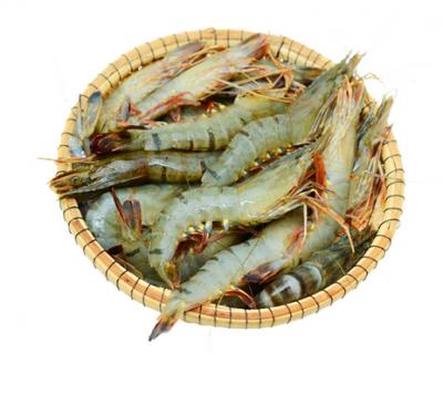 Tôm sú thiên nhiên nguyên con đông lạnh Size 15-20 con/kg